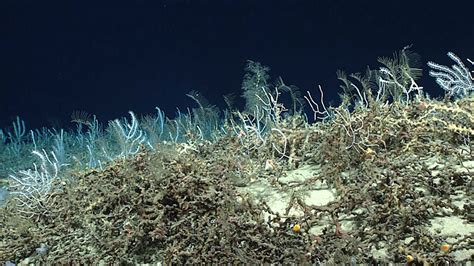 Unforeseen Abundance of Deep-Sea Coral Habitat: Windows to the Deep 2019: Exploration of the ...