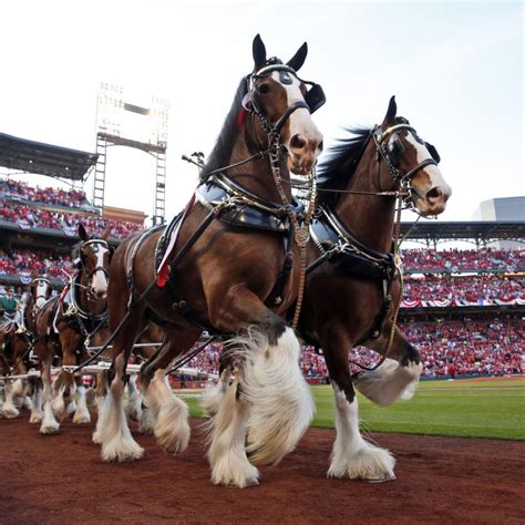 All You Need To Know About The Budweiser Clydesdale Farm - My Clydesdale