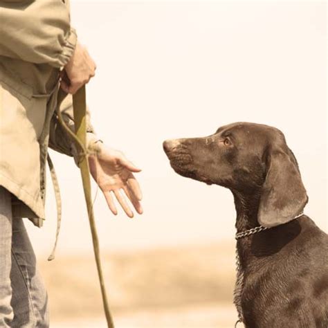 female labrador retriever breeding age | Discovery The Best Dog Trainer, Every Dog Deserves A ...