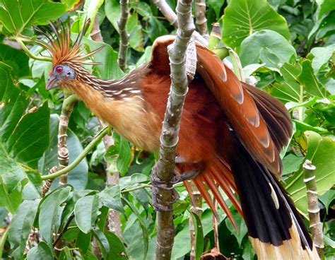 Sunrise Birding - GUYANA - March/April 2010 -- Trip and Photo Highlights