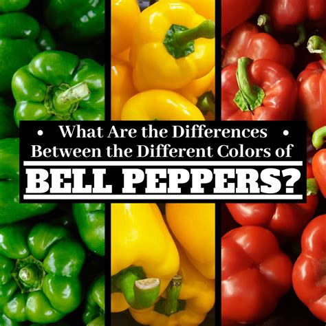 Bell Peppers: Differences Between Green, Yellow, Orange, and Red ...