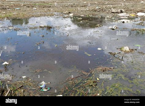 Dhaka, Bangladesh - August 18, 2019: Mosquitoes on the stagnant water at Dhupkhola playground in ...