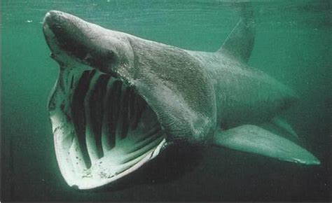 Basking Shark