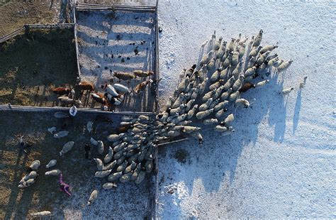 An Aerial View Shows the Cattle Photograph by Ilya Naymushin - Pixels