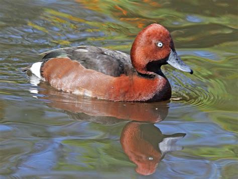 Ferruginous pochard (Aythya nyroca)