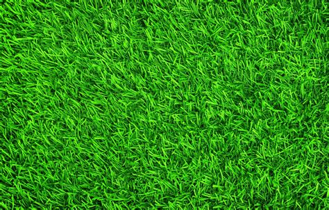 Grass Wallpaper