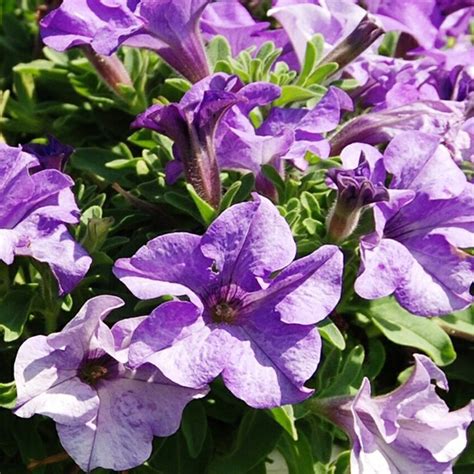 Petunias - Hanging Basket - Plantshed.com