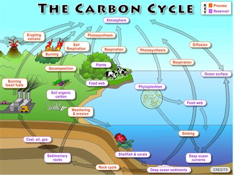 carbon cycle diagram