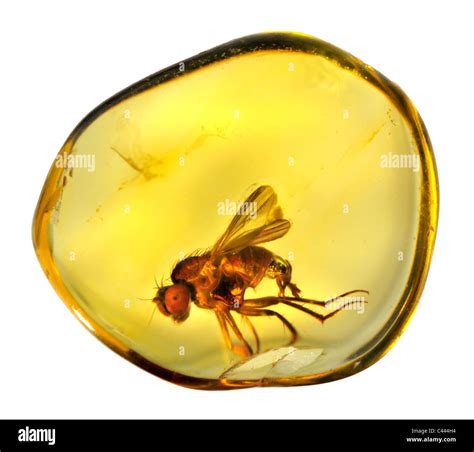 Prehistoric fly in Baltic Amber Stock Photo - Alamy