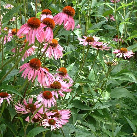 Echinacea Flower Essence - Flower Essences | Flower Remedies | Tree ...