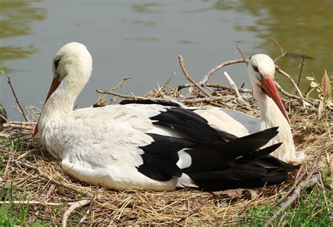 Premium Photo | Stork in the nest