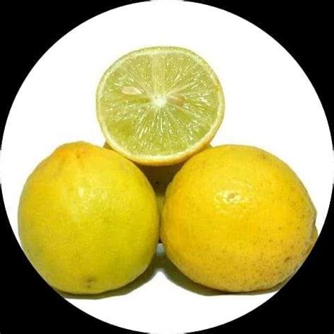 Buy Limbu Fruit Plant - Citrus Tree for Fresh Lemon Delights