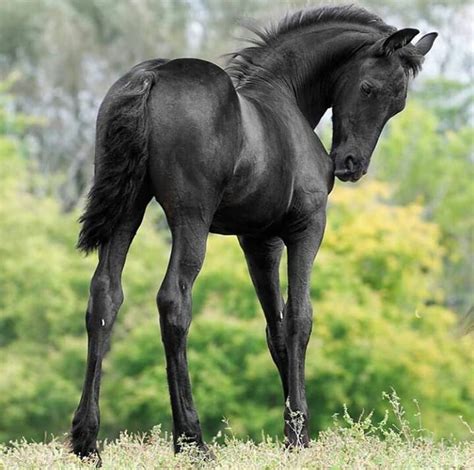 Friesian Horse | Horses, Baby horses, Horse breeds