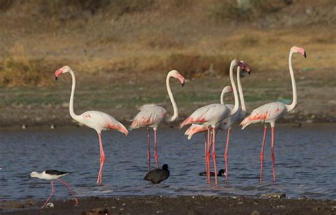 Animals Native to India - WorldAtlas