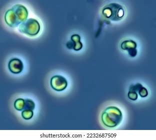 Picocystis Microscopic Planktonic Algae Microscope Image Stock Photo 2232687509 | Shutterstock