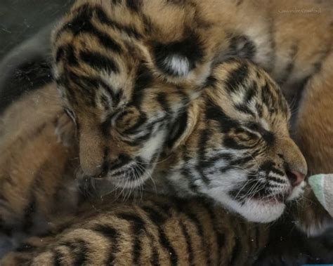 Trio of Malayan Tiger Cubs Born at Cincinnati Zoo - ZooBorns