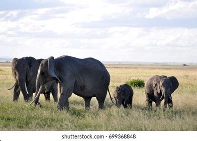 African Animals Kenya Stock Photo 699368815 | Shutterstock