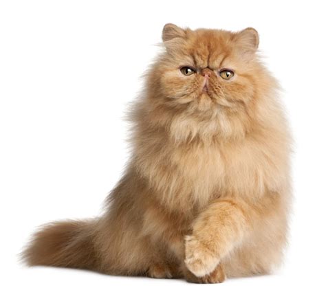 9 Orange Cat Breeds to Consider for Your Next Pet