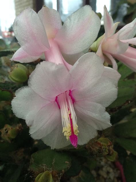 Blue Christmas Cactus Colors - Christmas Day