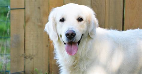 23 Facts About English Cream Golden Retrievers You Probably Didn’t Know – Golden Hearts