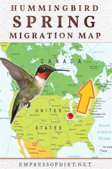 2023 hummingbird migration map find out when to expect them – Artofit