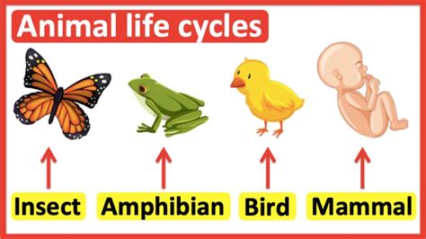 Life Cycle