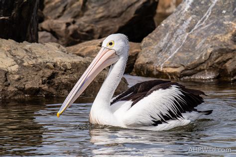 Australian Pelican – AHP Wild