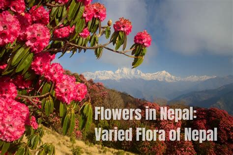 Flowers in Nepal: Varied Flora of Nepal