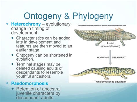 PPT - Organic Evolution PowerPoint Presentation, free download - ID:209875