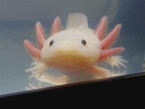 Underwater creatures, Cute creatures, Creatures