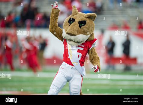 Houston, Texas, USA. 7th Nov, 2015. Houston Cougars mascot Shasta takes ...