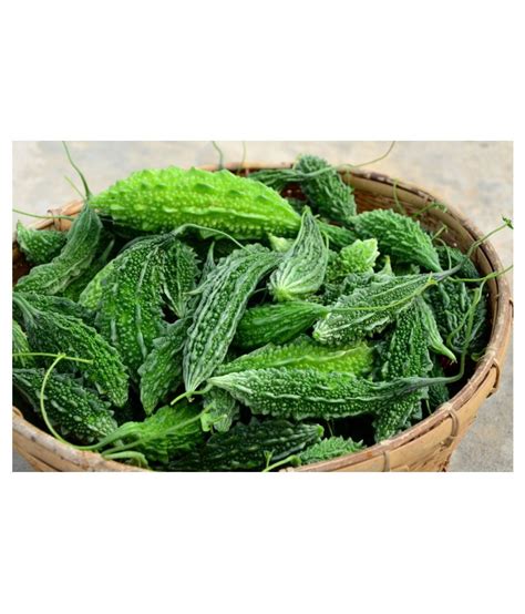 Karela Seeds, Bitter Melon Squash Balsam Pear Seeds Pack of 45 Seeds: Buy Karela Seeds, Bitter ...