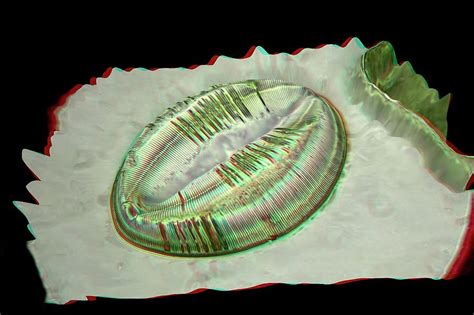 Fossil Diatom Photograph by Frank Fox/science Photo Library - Pixels