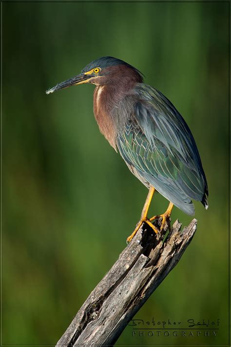 LITTLE GREEN HERON - http://www.christopher-schlaf.com/ | Green heron, Heron, Beautiful birds