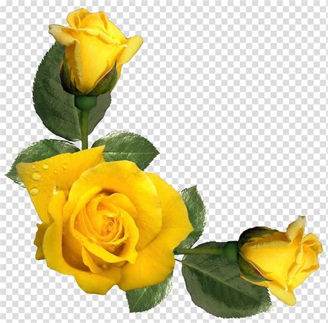 Free download | Yellow roses, Rose Yellow Flower , Beautiful Yellow ...