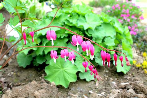 15 Colorful Perennials For Shade - Northern Nester