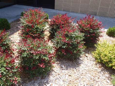 Nandina domestica (Heavenly Bamboo, Nandina, Sacred Bamboo) | North Carolina Extension Gardener ...