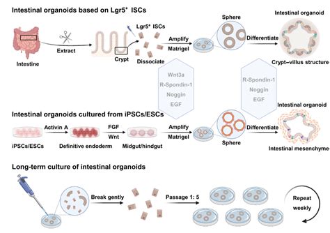 Culture system of 3D intestinal organoids. (a) Intestinal organoids... | Download Scientific Diagram