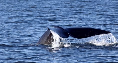 North Atlantic Right Whale: Facts, Info & More | WWF.CA