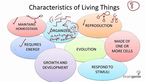 2.1.1 Characteristics of Living Things - YouTube