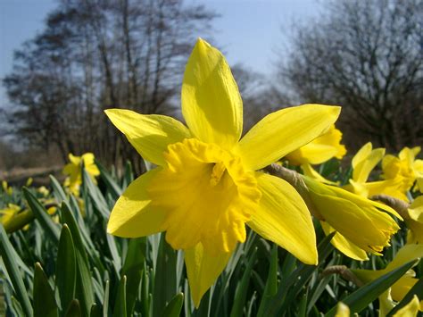Free Stock photo of daffodil | Photoeverywhere