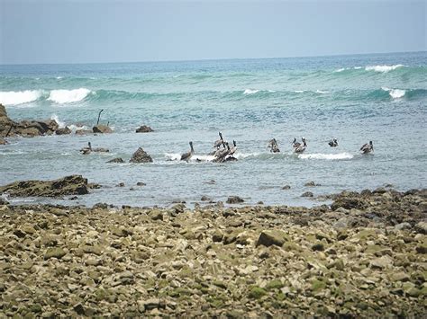 Corcovado National Park wildlife adventure with Surcors Tours