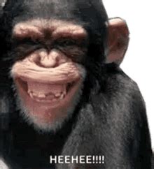 Laughing Monkey GIFs | Tenor