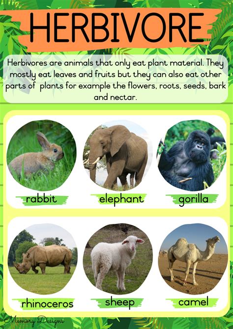 What Animals Are Omnivores Herbivores And Carnivores at Brodie Matthew blog