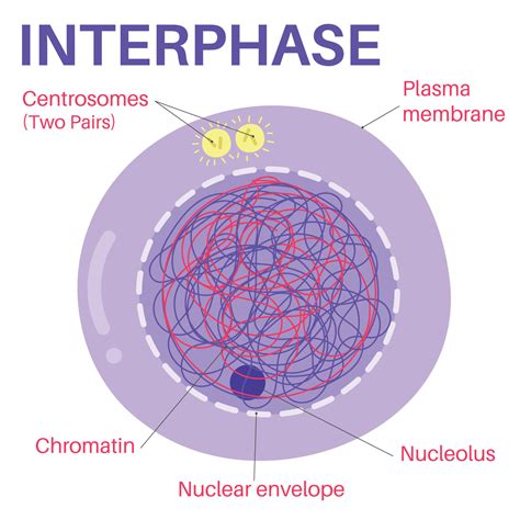 Interphase is the portion of the cell cycle. 14047272 Vector Art at ...