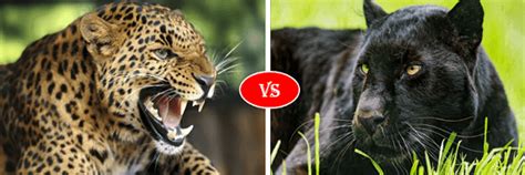 Leopard vs Cheetah fight comparison- who will win?