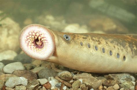 A sea lamprey shows its teeth. Photo provided - The Vermont Journal & The Shopper