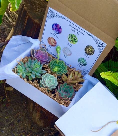 Succulent Gift Box Delivery