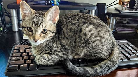 How to cat-proof your laptop or computer: Protect your desk area from ...