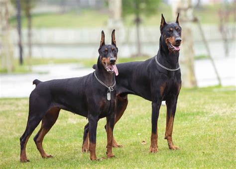 Doberman Ear Cropping Types